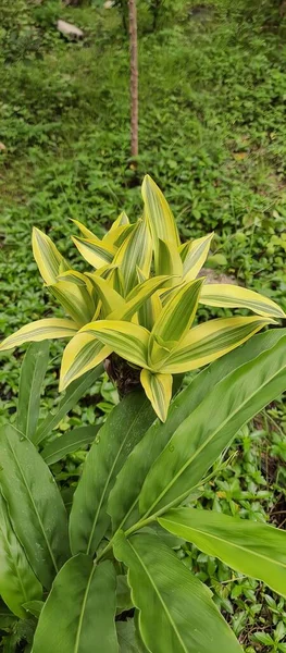필드에 노란색 잎이있는 식물의 필드에 노란색과 잎이있는 — 스톡 사진