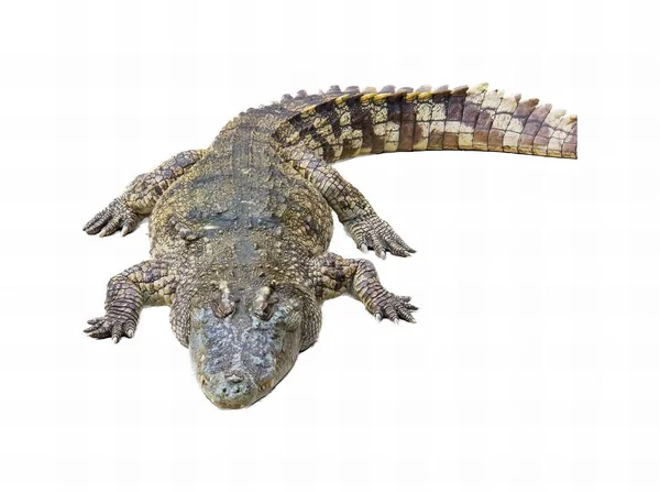 Ett Fotografi Stor Alligator Med Huvudet Över Marken Krokodil Niloticus — Stockfoto