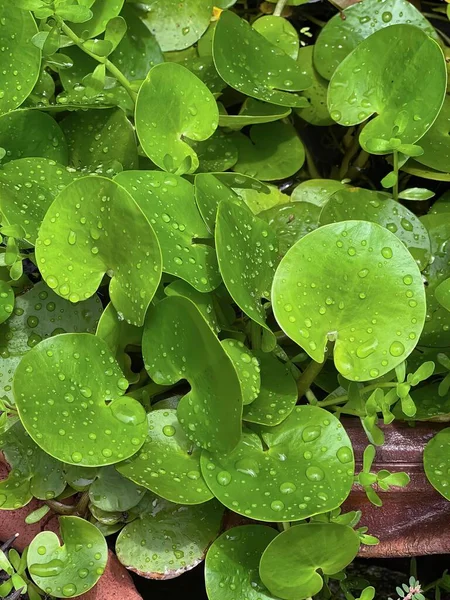 그것에 물방울이있는 식물의 그것에 물방울이있는 화분과 잎이있는 — 스톡 사진