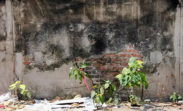 a photography of a wall with a plant growing out of it, garden cart with plants growing in front of a wall with a hole in it.