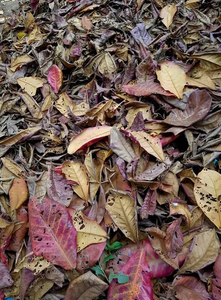 a photography of a pile of leaves on the ground, polyporus frondosus leaves on the ground in a pile.