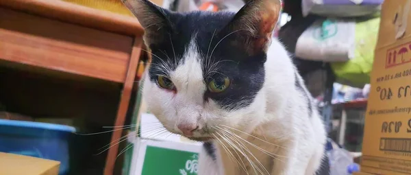 店の棚の上に立っている猫の写真 店の棚に立っている緑色の目を持つエジプトの猫 — ストック写真
