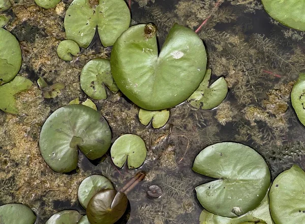 a photography of a pond with water lilies and a frog, rana catesbeiana leaves floating in a pond of water.