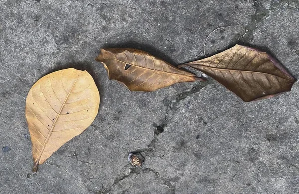 Photography Two Leaves Laying Ground Next Nut Acornous Leaves Ground — Stock Photo, Image