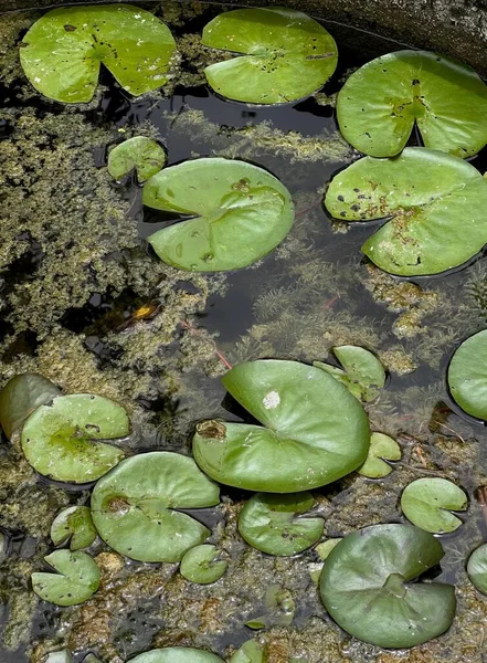 a photography of a pond with water lilies and a frog, water snake in a pond with lily pads and water plants.