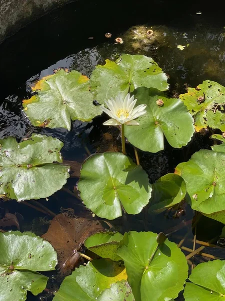 a photography of a pond with water lilies and a frog, water snake in a pond with lily pads and a rock.