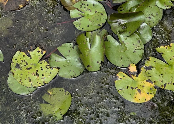 池の写真は 水のリリースと葉の写真です 水の池に浮かぶヤシナの葉 — ストック写真
