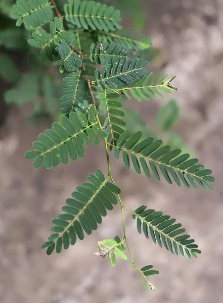 Φωτογραφία Φυτού Πράσινα Φύλλα Και Ένα Μικρό Έντομο Γλάστρα Πράσινα — Φωτογραφία Αρχείου