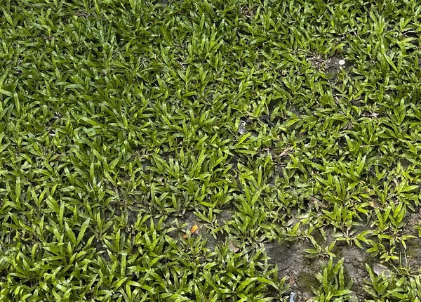 Фотография Зеленого Травяного Поля Маленькой Белой Птичкой Посередине Барсуки Ходят — стоковое фото