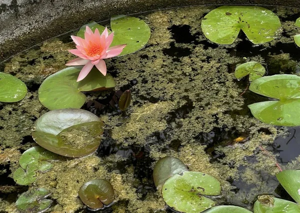 Μια Φωτογραφία Ενός Ροζ Λουλουδιού Μια Λίμνη Νερού Rana Catesbeiana — Φωτογραφία Αρχείου