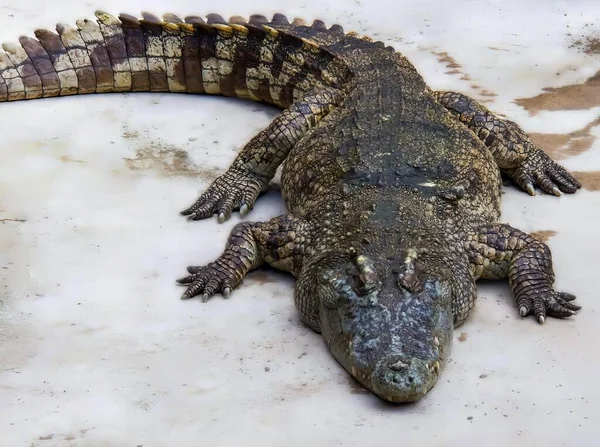 Eine Fotografie Eines Großen Alligators Der Auf Einer Weißen Oberfläche — Stockfoto