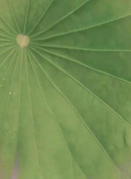 Fotografie Eines Großen Blattes Mit Einem Wassertropfen Darauf Schirmförmiges Blatt — Stockfoto