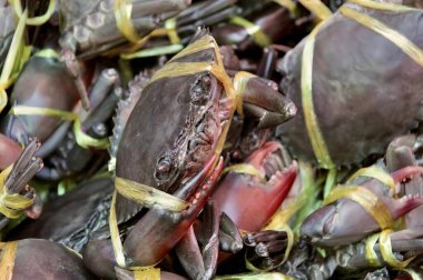 a photography of a pile of purple crabs with yellow ribbons, long - horned beetle with a yellow ribbon wrapped around it's head. clipart