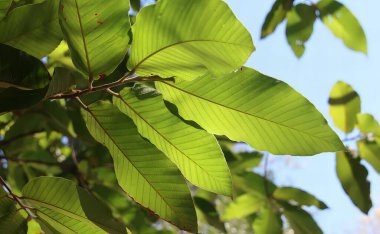 Arka planda mavi gökyüzü olan yeşil yapraklı bir ağacın fotoğrafı..