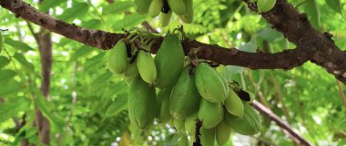 Ağaçtan sarkan bir grup muzun fotoğrafı, tropik bir bahçede ağaçtan sarkan muz figürleri..