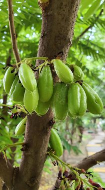 Ağaçtan sarkan bir avuç yeşil meyvenin fotoğrafı..