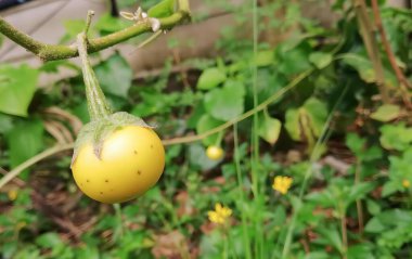 Bir ağaçtan sarkan sarı bir meyve fotoğrafı, sarı çiçekli bir ağaçta sallanan bir spagetti kabağı..