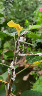 Bir dalın üzerinde sarı bir yaprağın, arka planda bir nehrin, üzerinde sarı bir yaprak olan bir bastonun fotoğrafı..