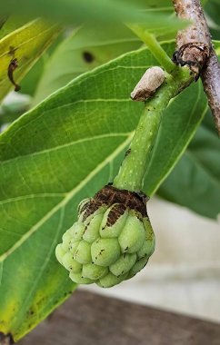 Bir ağaç dalından sarkan yeşil bir meyvenin fotoğrafı, yeşil yapraklı bir ağaç dalında elma kreması..