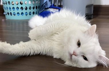 Yerde pençeleri yerde yatan beyaz bir kedinin fotoğrafı..