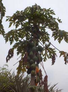 Meyveleri sarkan bir papana ağacının fotoğrafı. Ağaçtan sarkan bir sürü meyve figürü..