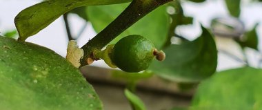 Yapraklı yeşil bir meyvenin fotoğrafı, yeşil yapraklı bir ağaç dalında limonlar ve beyaz bir gökyüzü arka planı..