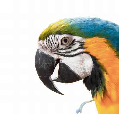 Beyaz arkaplanı olan renkli bir papağanın, kafasında renkli tüyler ve beyaz bir arka planı olan bir papağanın fotoğrafı..