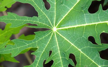 Ortasında delikler olan yeşil bir yaprağın, ortasında delikler olan incir yaprağının fotoğrafı..