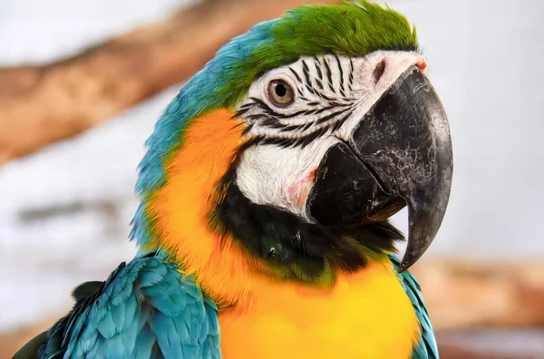 Çok Büyük Gagalı Renkli Bir Papağanın Fotoğrafı — Stok fotoğraf