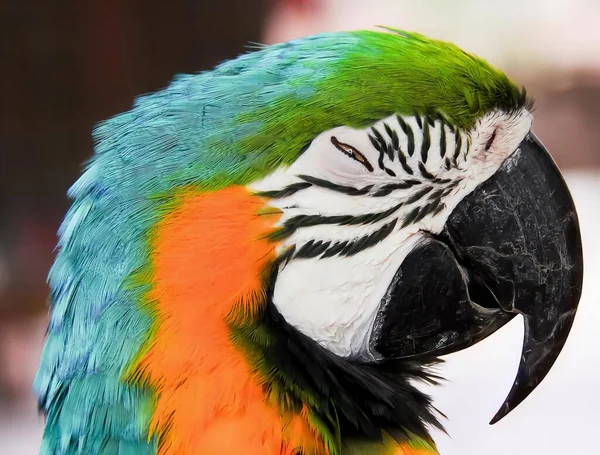Φωτογραφία Ενός Πολύχρωμου Παπαγάλου Ασπρόμαυρο Πρόσωπο Μακάο Πολύχρωμα Φτερά Και — Φωτογραφία Αρχείου