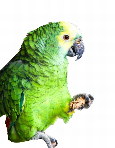 Ett Fotografi Papegoja Med Vit Bakgrund Makaw Fågel Med Gröna — Stockfoto