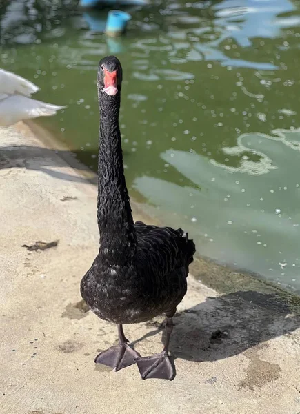 一只黑天鹅站在池塘边的照片 一只黑天鹅站在池塘边 旁边有一只鸭子 — 图库照片
