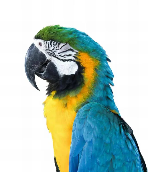 Uma Fotografia Papagaio Colorido Com Fundo Branco — Fotografia de Stock
