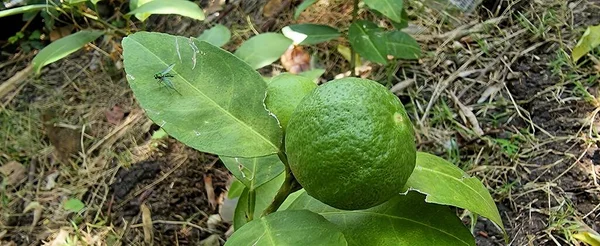 緑色のレモン植物の葉とその上にバグ 緑の葉と緑の果実の写真 — ストック写真