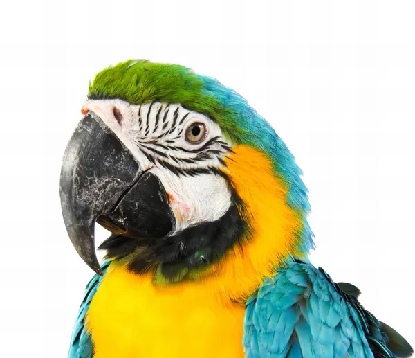 Beyaz Arka Planı Olan Renkli Bir Papağan Parlak Mavi Sarı — Stok fotoğraf