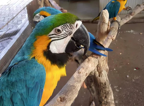 가지에 앵무새의 Macaws는 감금소에 가지에 — 스톡 사진