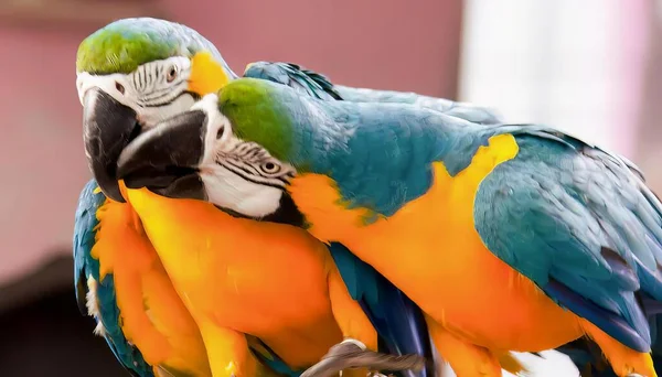 a photography of two colorful birds sitting on top of each other, macaws are sitting on a perch with their heads together.