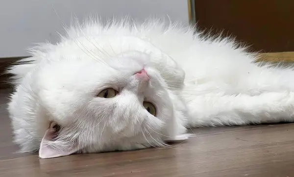 Ett Fotografi Vit Katt Som Ligger Golvet Med Huvudet Golvet — Stockfoto