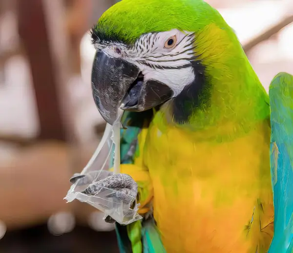 a photography of a parrot with a piece of food in its mouth, macaw with a piece of food in its mouth.