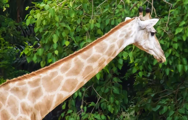 Ett Fotografi Giraff Som Står Framför Ett Träd Zebra Som — Stockfoto