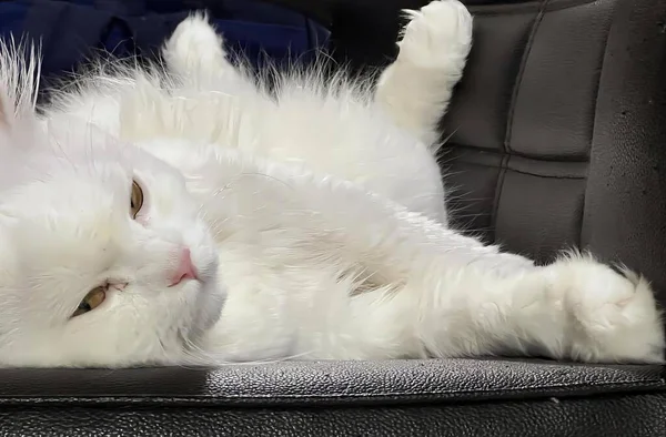 Φωτογραφία Λευκής Γάτας Ξαπλωμένης Μαύρη Καρέκλα Περσική Γάτα Ξαπλωμένη Καρέκλα — Φωτογραφία Αρχείου