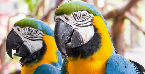 Papağanın Fotoğrafı Yan Yana Duruyor Papağanlar Hayvanat Bahçesi Ortamında Birbirlerine — Stok fotoğraf