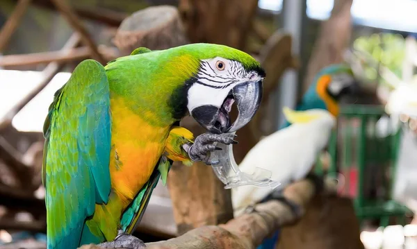 Fotografia Papugi Otwartymi Ustami Siedzącej Gałęzi Ptaka Kawałkiem Mięsa Ustach — Zdjęcie stockowe