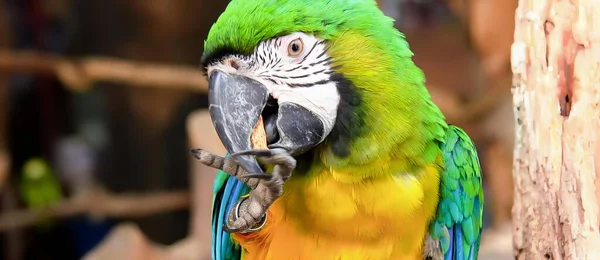 Uma Fotografia Papagaio Com Uma Cabeça Verde Amarela Bico Azul — Fotografia de Stock