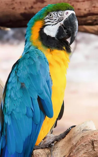 Uma Fotografia Papagaio Colorido Sentado Ramo Uma Árvore Arara Sentado — Fotografia de Stock
