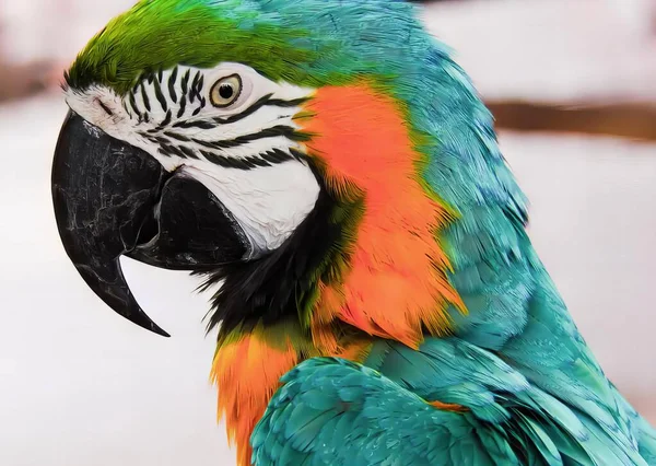 Fotografia Barwnej Papugi Bardzo Dużym Dziobem Macaw Kolorowym Łbem Czarnym — Zdjęcie stockowe