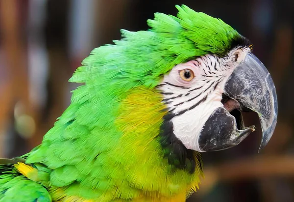 Uma Fotografia Papagaio Com Uma Cabeça Verde Amarela Arara Com — Fotografia de Stock
