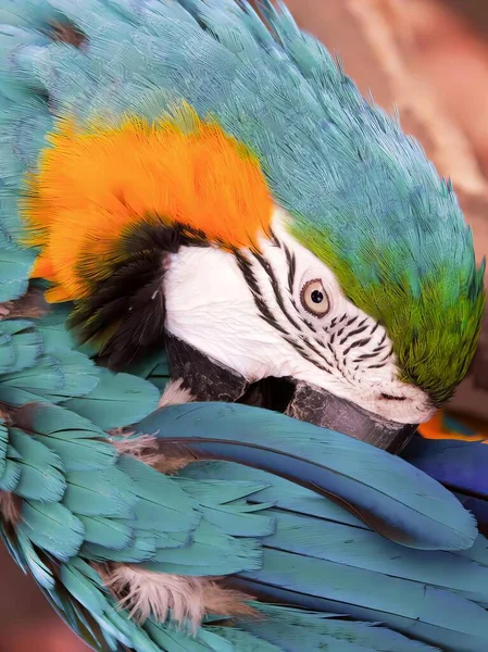 Fotografia Barwnej Papugi Głową Spoczywającą Piórach — Zdjęcie stockowe