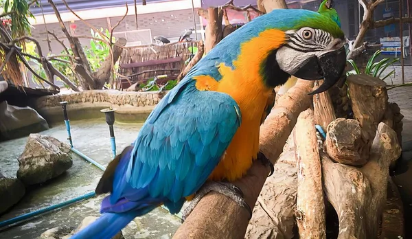 Hayvanat Bahçesindeki Bir Dala Konmuş Renkli Bir Papağanın Fotoğrafı Hayvanat — Stok fotoğraf