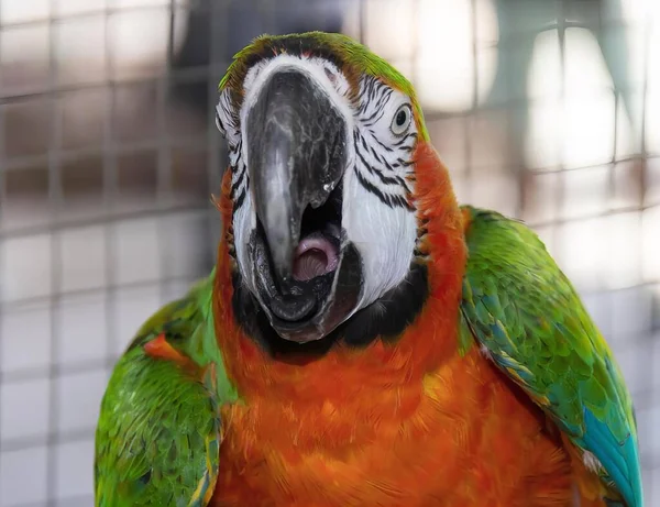 Eine Fotografie Eines Bunten Papageis Mit Offenem Maul Und Geöffnetem — Stockfoto